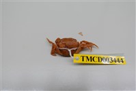 藏品(平背蜞)的圖片